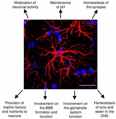 Frontiers | Astrocyte Heterogeneity: Impact To Brain Aging And Disease